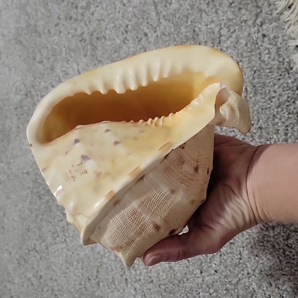 Queen Conch shell - Picture 7 of 8